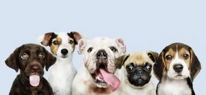 Group portrait of adorable puppies Group portrait of adorable puppies